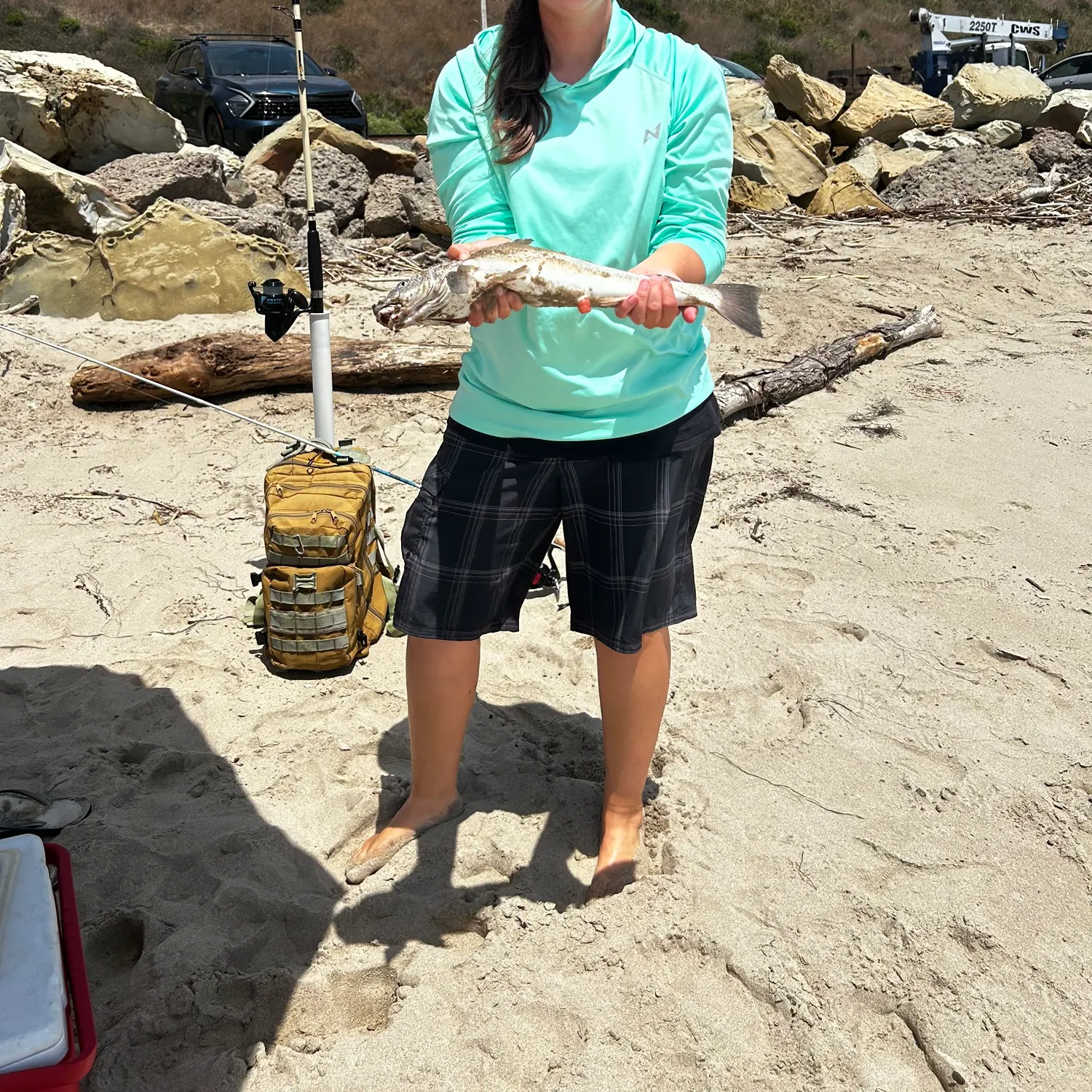 The most recent California corbina catches on Fishbrain