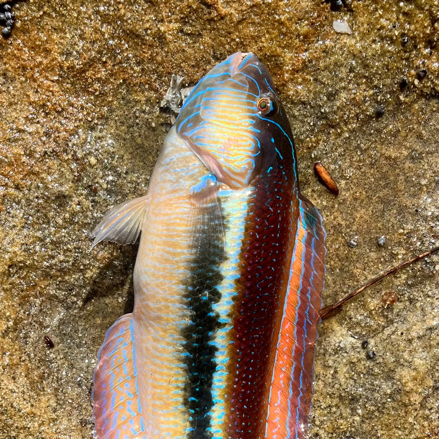 The most recent Maori wrasse catches on Fishbrain