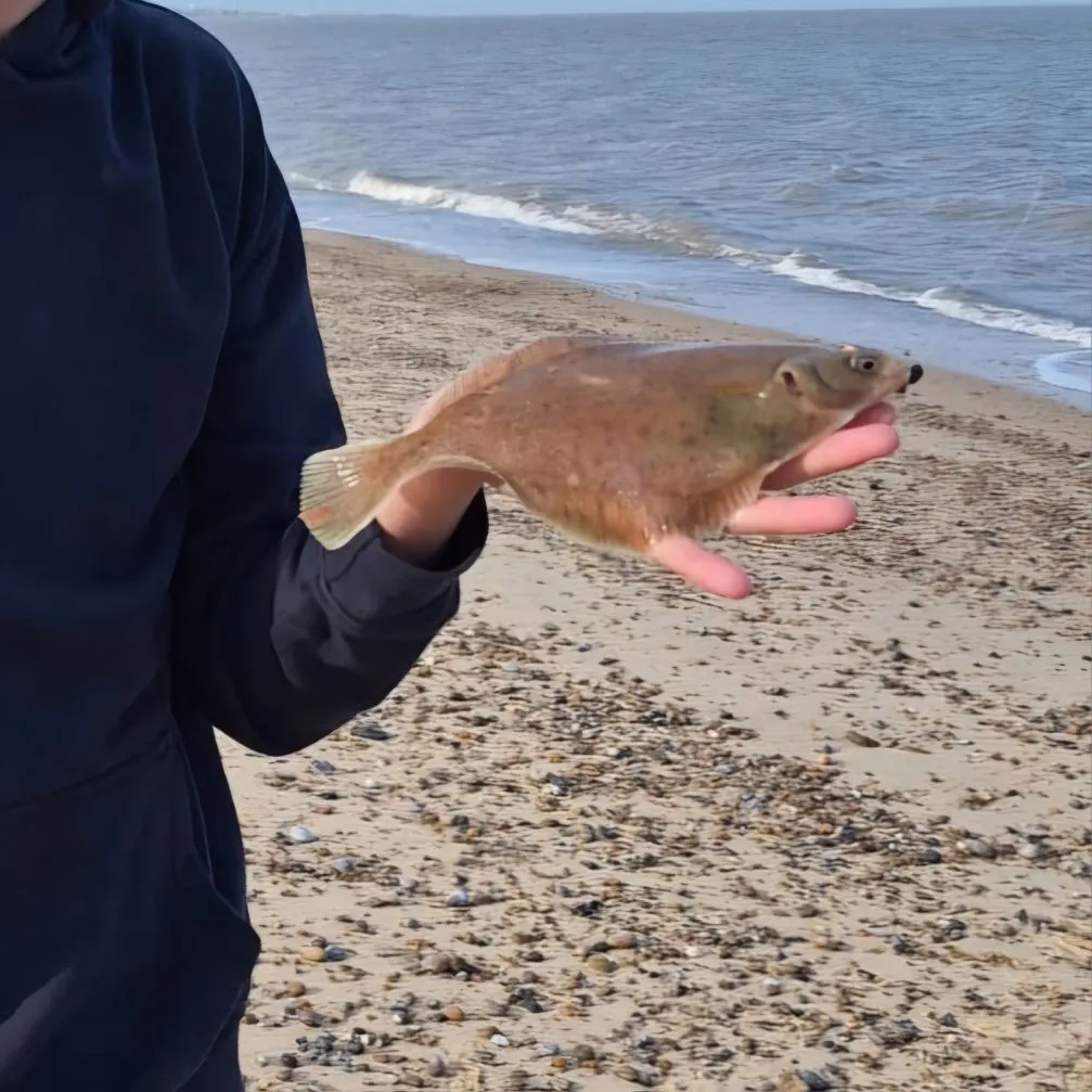 most liked catch image