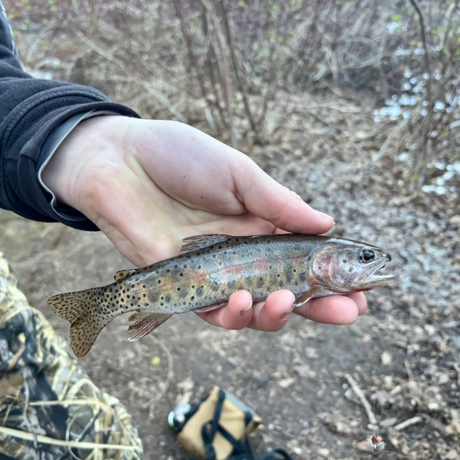 The most recent Golden trout catches on Fishbrain
