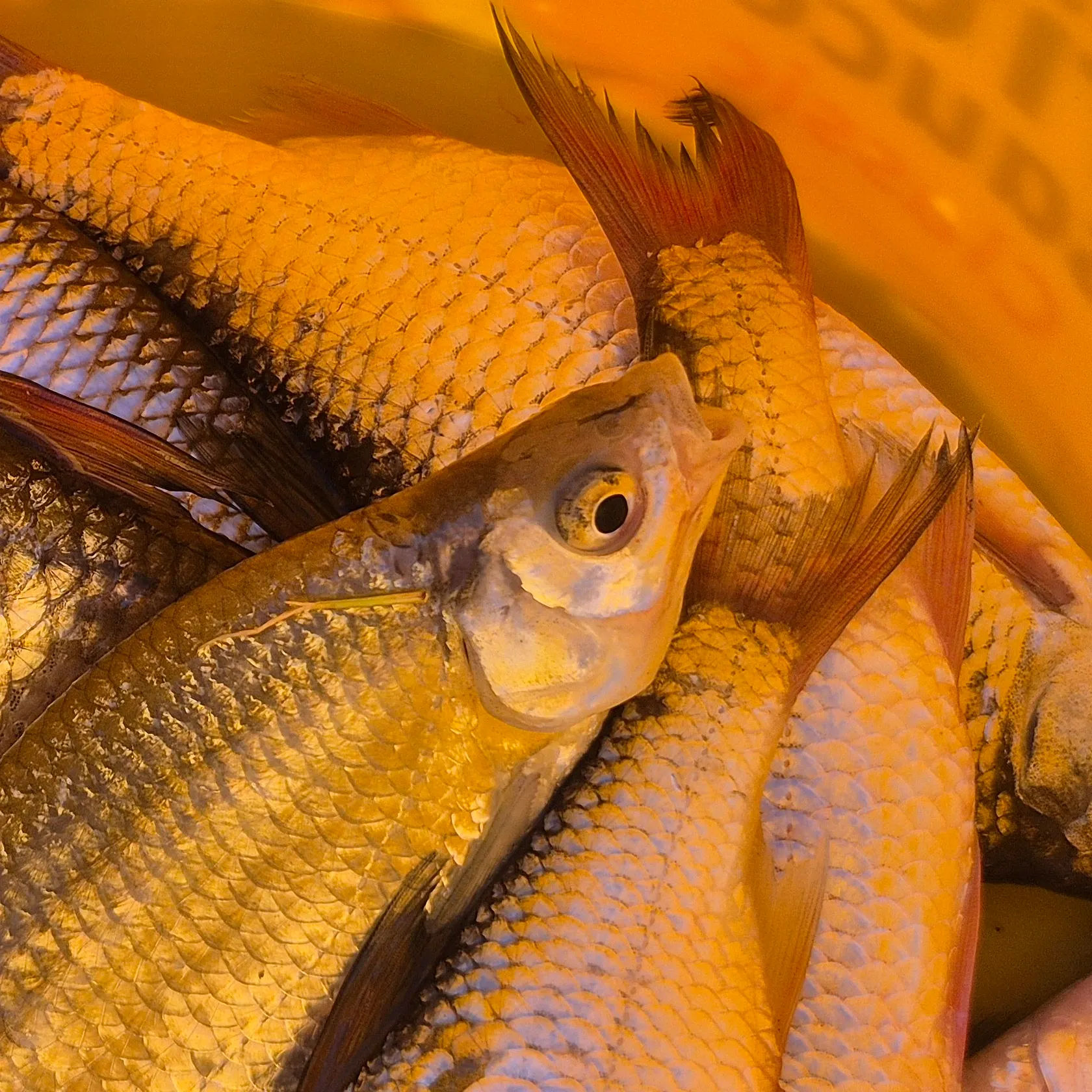 Common bream caught on Fishbrain