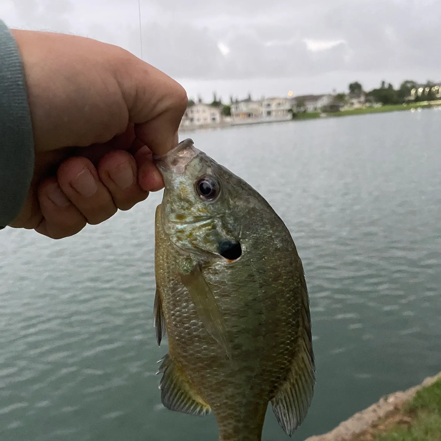 Bluegill caught on Fishbrain