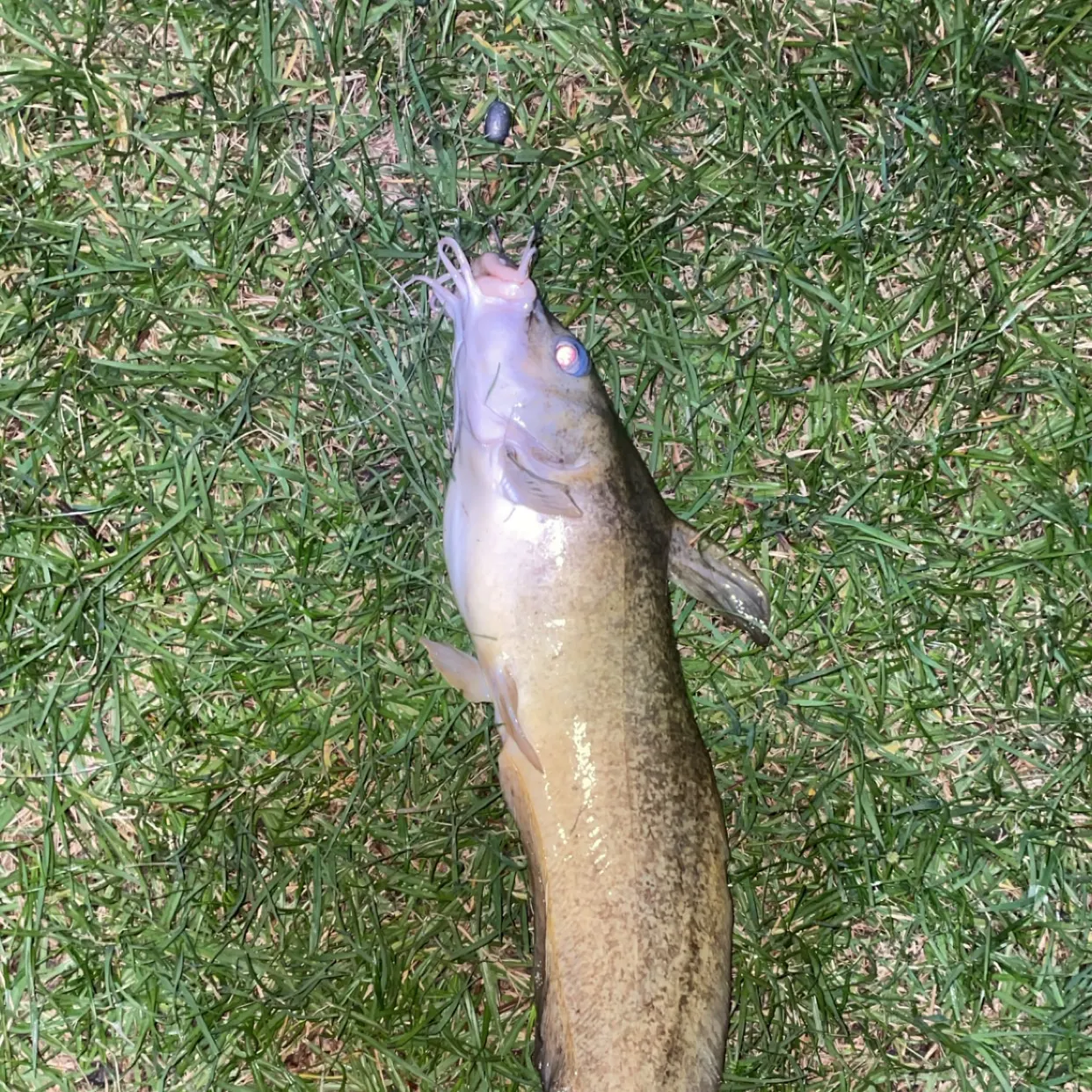 The most recent Dewfish catches on Fishbrain