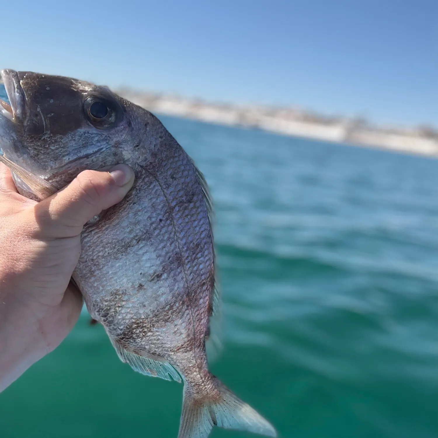 The most recent Pacific porgy catches on Fishbrain
