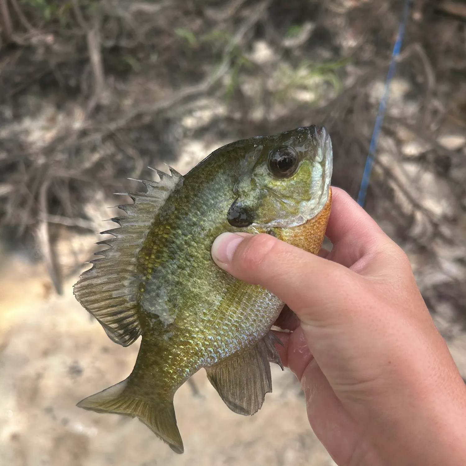 Bluegill caught on Fishbrain