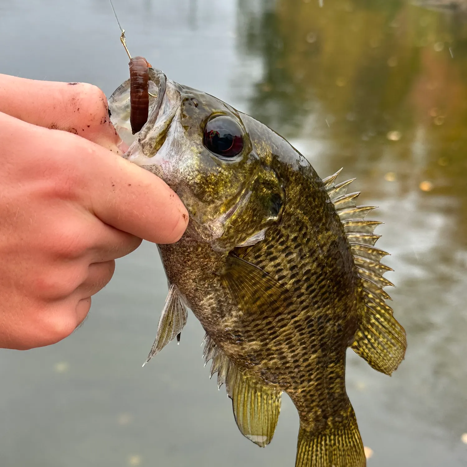Rock bass caught on Fishbrain