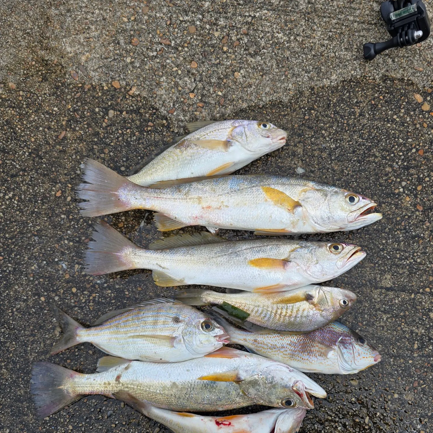 recently logged catches