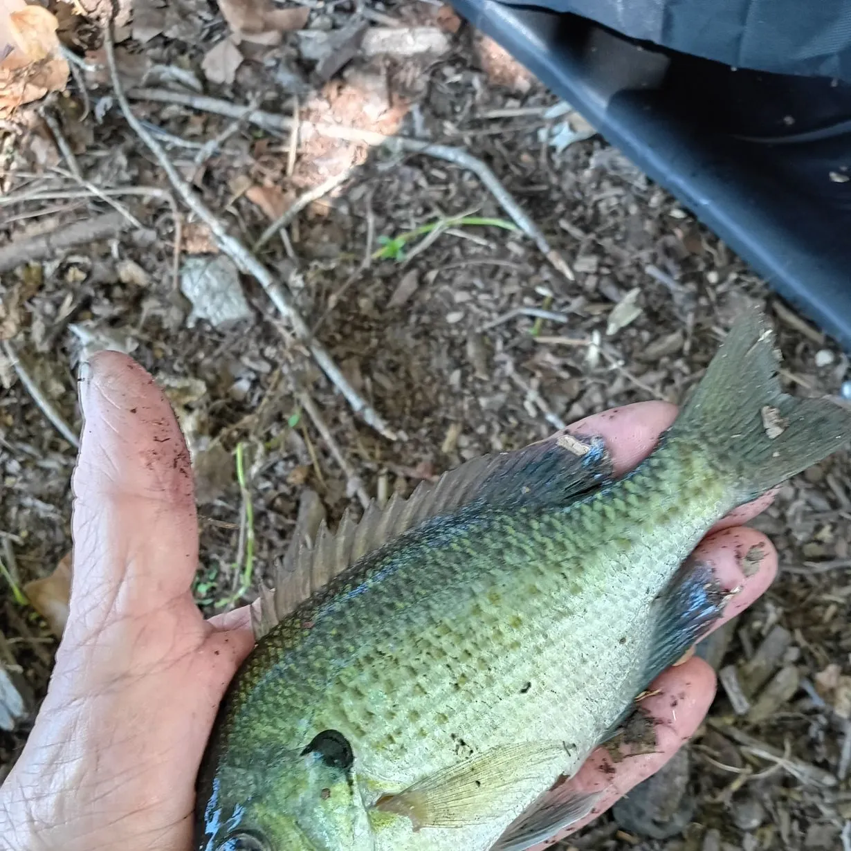 Bluegill caught on Fishbrain