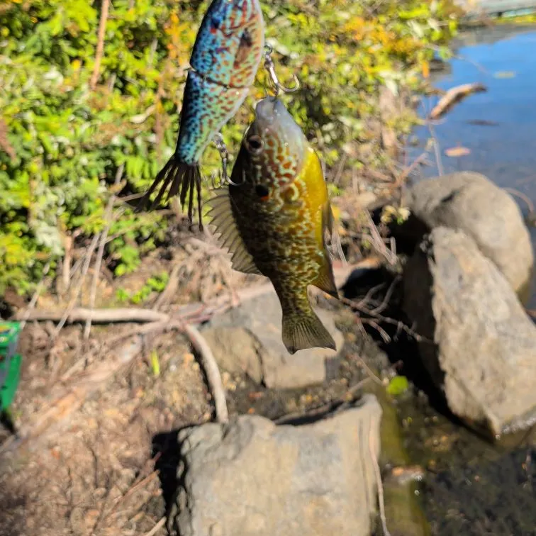 Pumpkinseed caught on Fishbrain