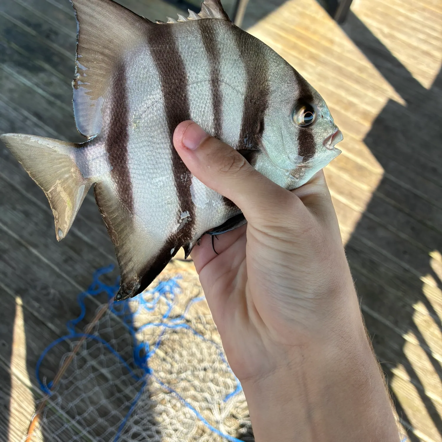 The most recent Atlantic spadefish catches on Fishbrain