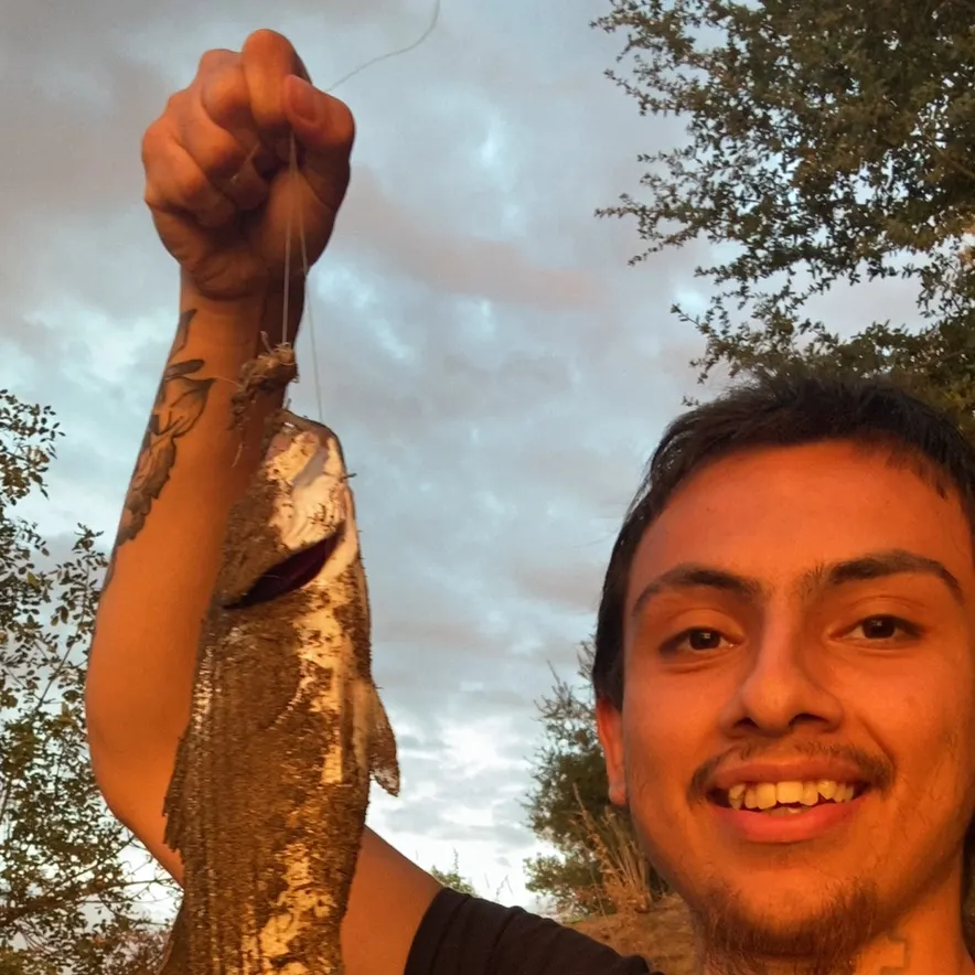 Striped bass caught on Fishbrain