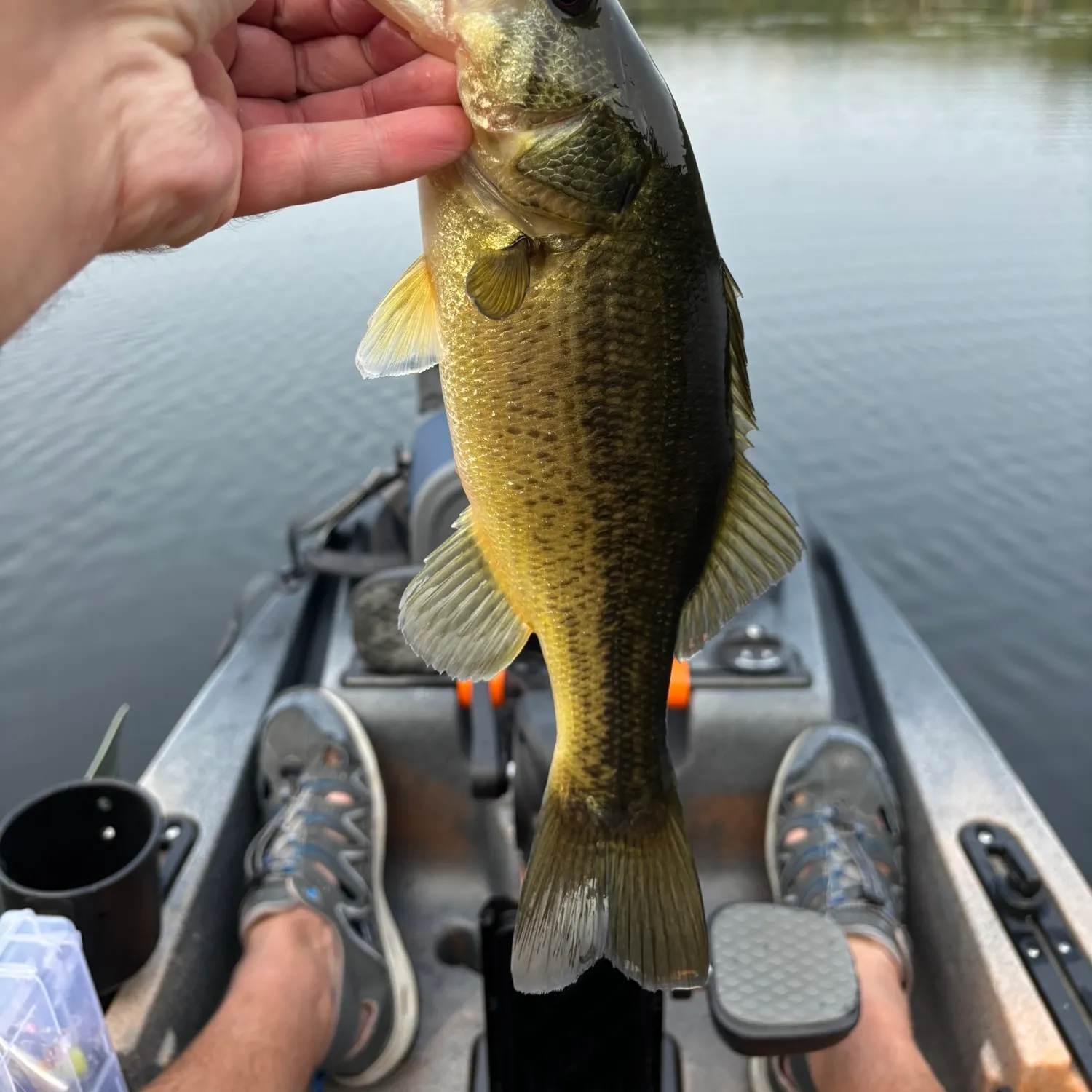 angler catch