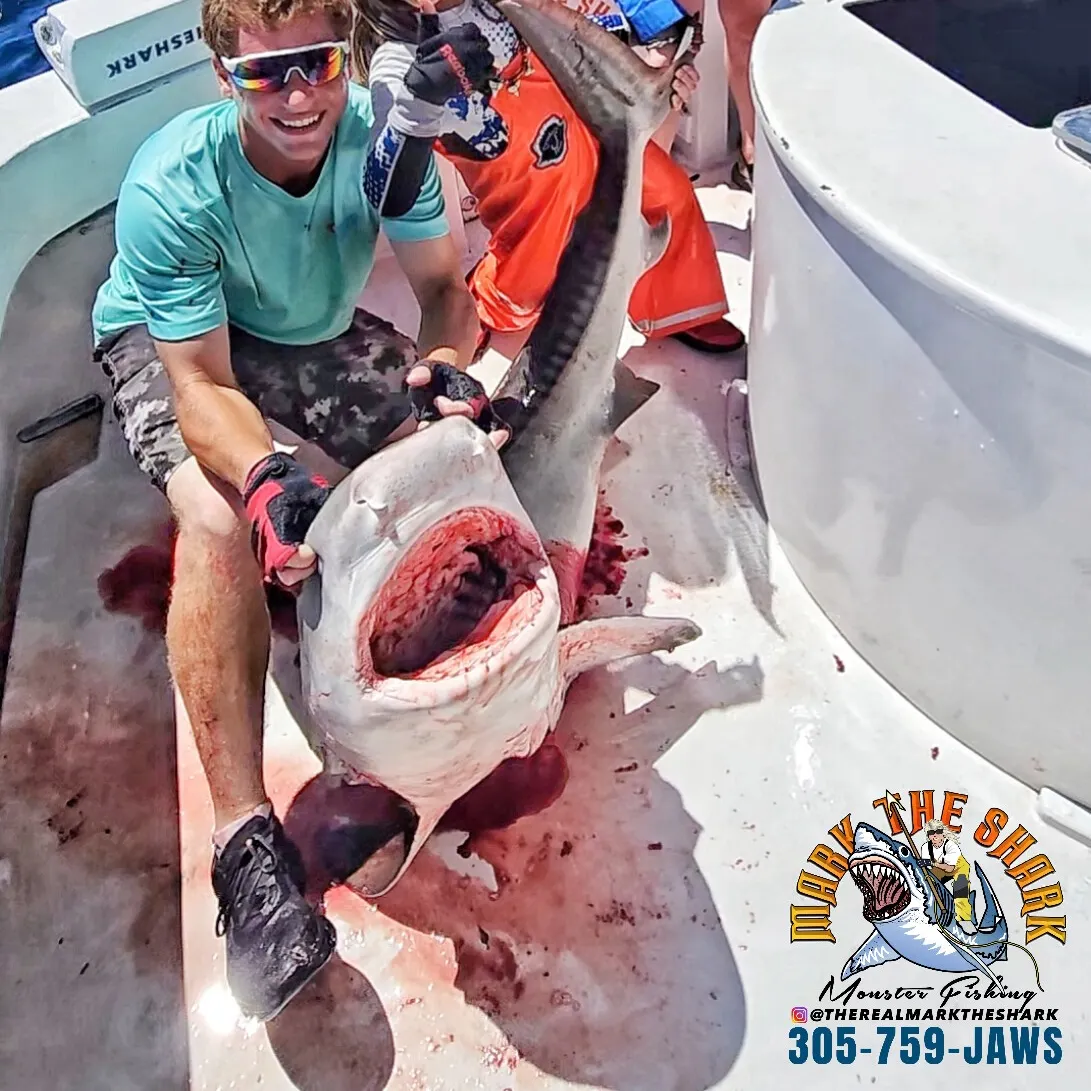 Tiger shark caught on Fishbrain
