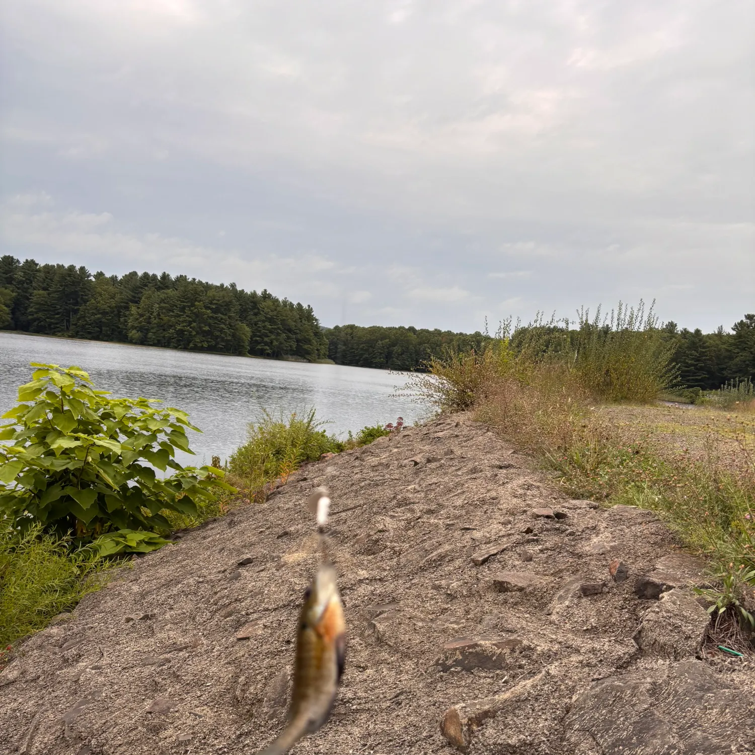 Bluegill caught on Fishbrain