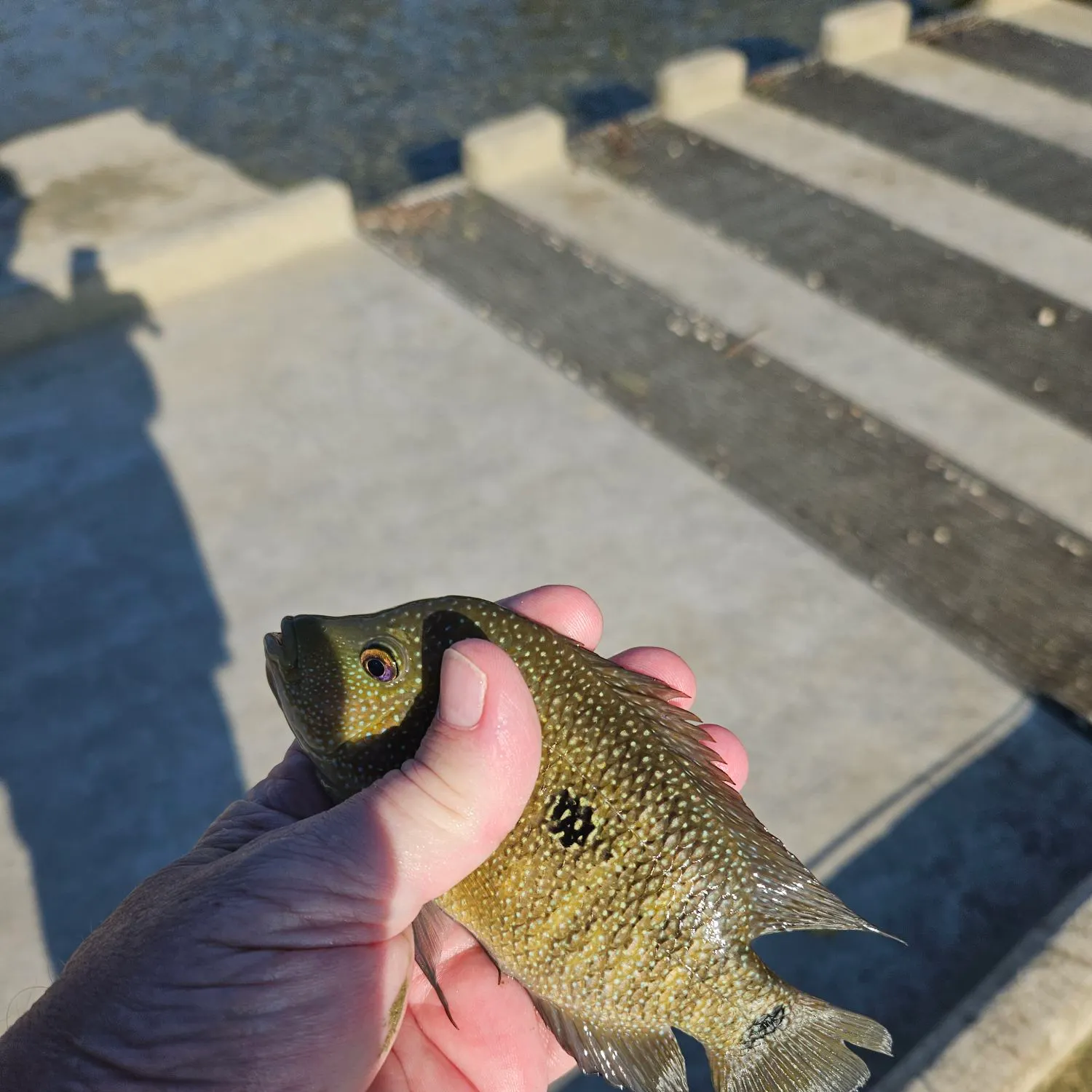 Rio Grande cichlid caught on Fishbrain