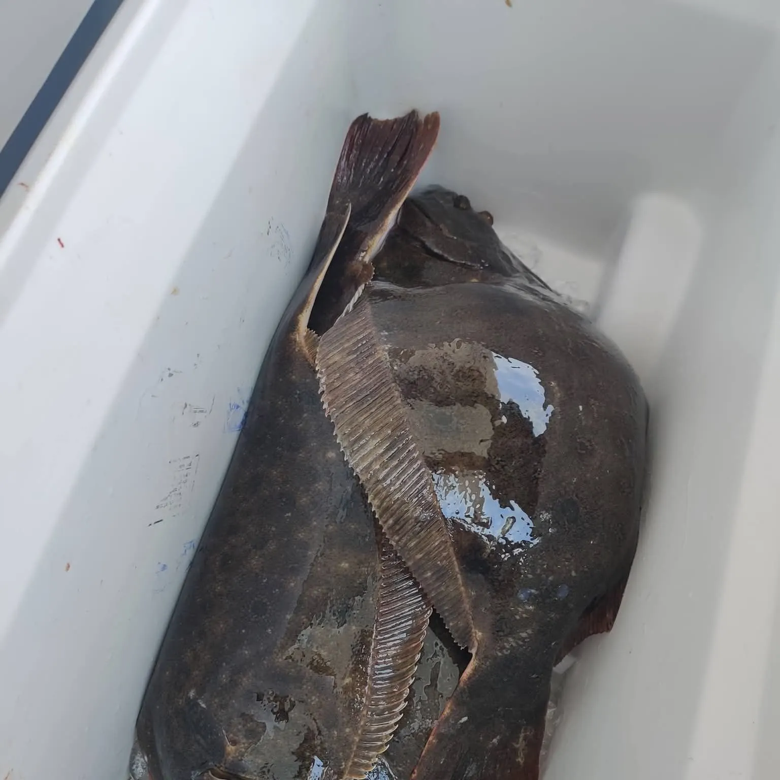 Summer flounder caught on Fishbrain