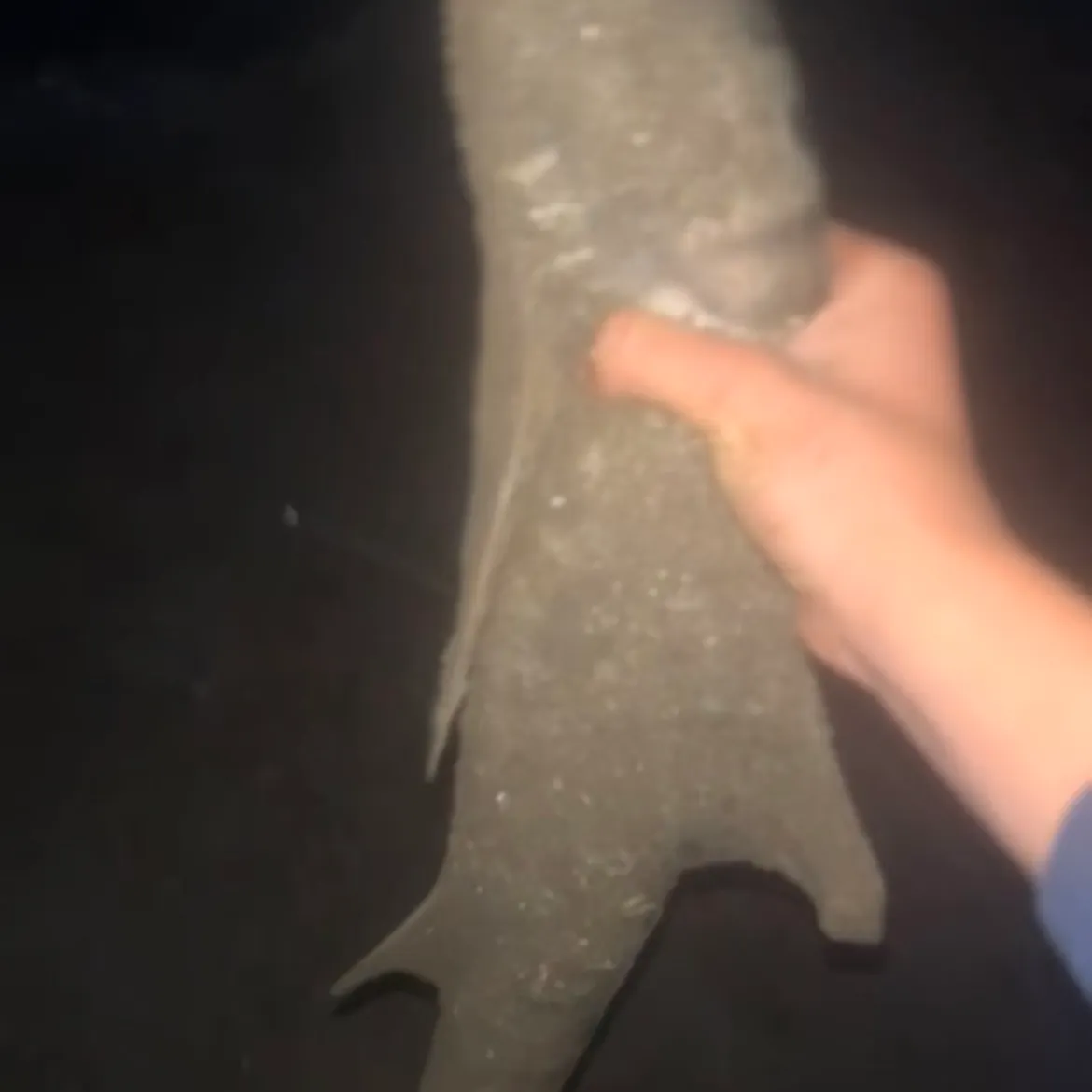 Leopard shark caught on Fishbrain