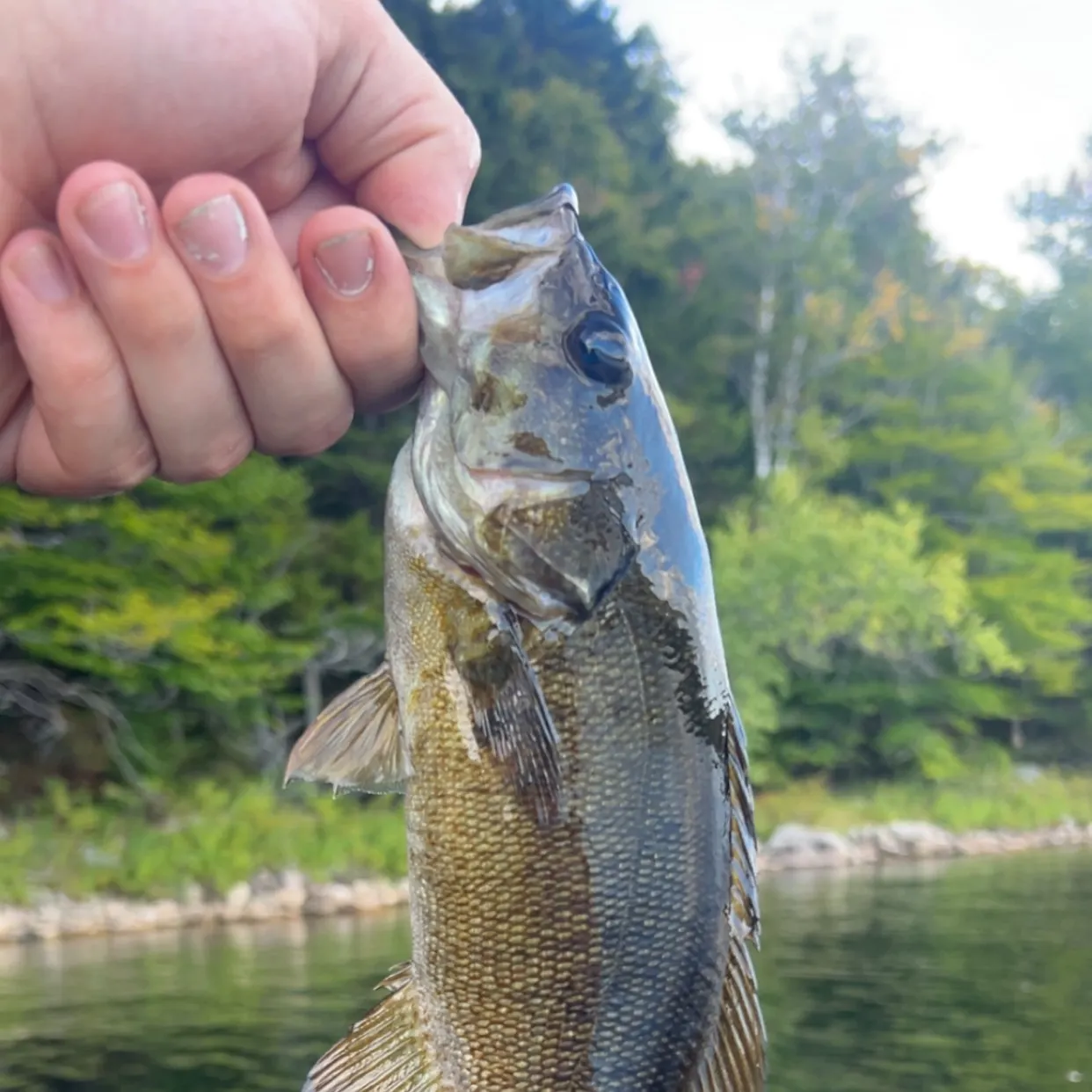 Smallmouth bass caught on Fishbrain