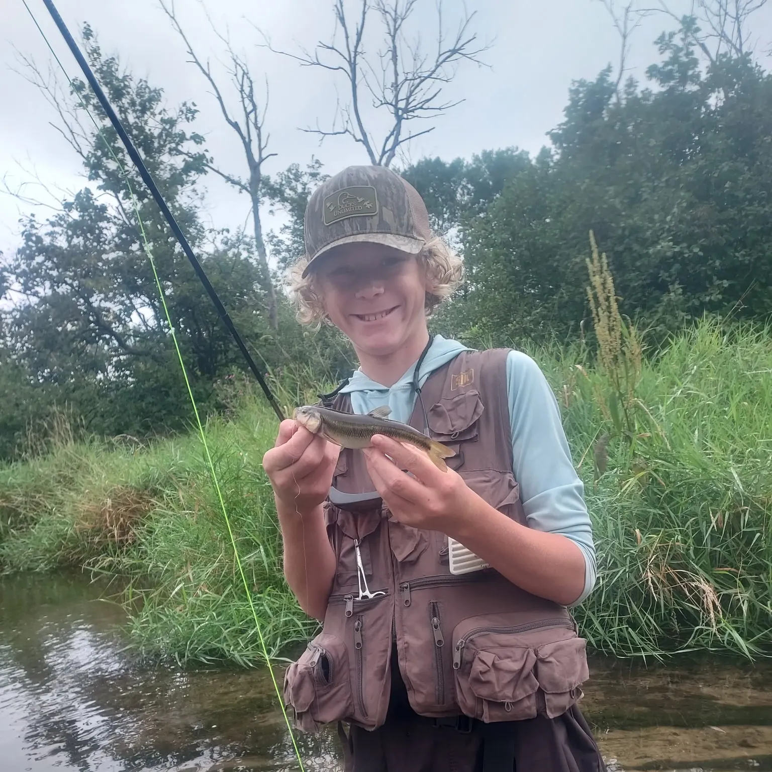 Creek chub caught on Fishbrain
