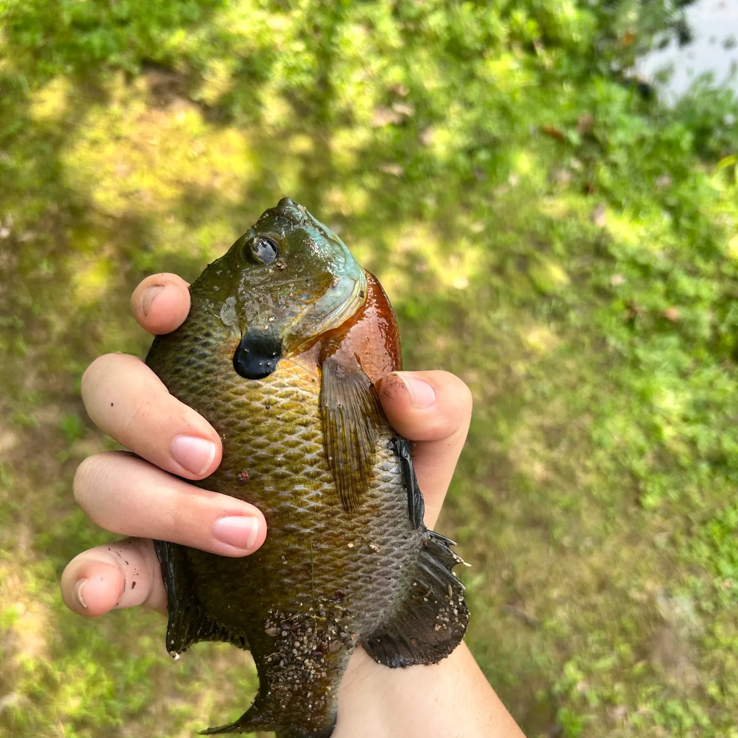 Bluegill caught on Fishbrain