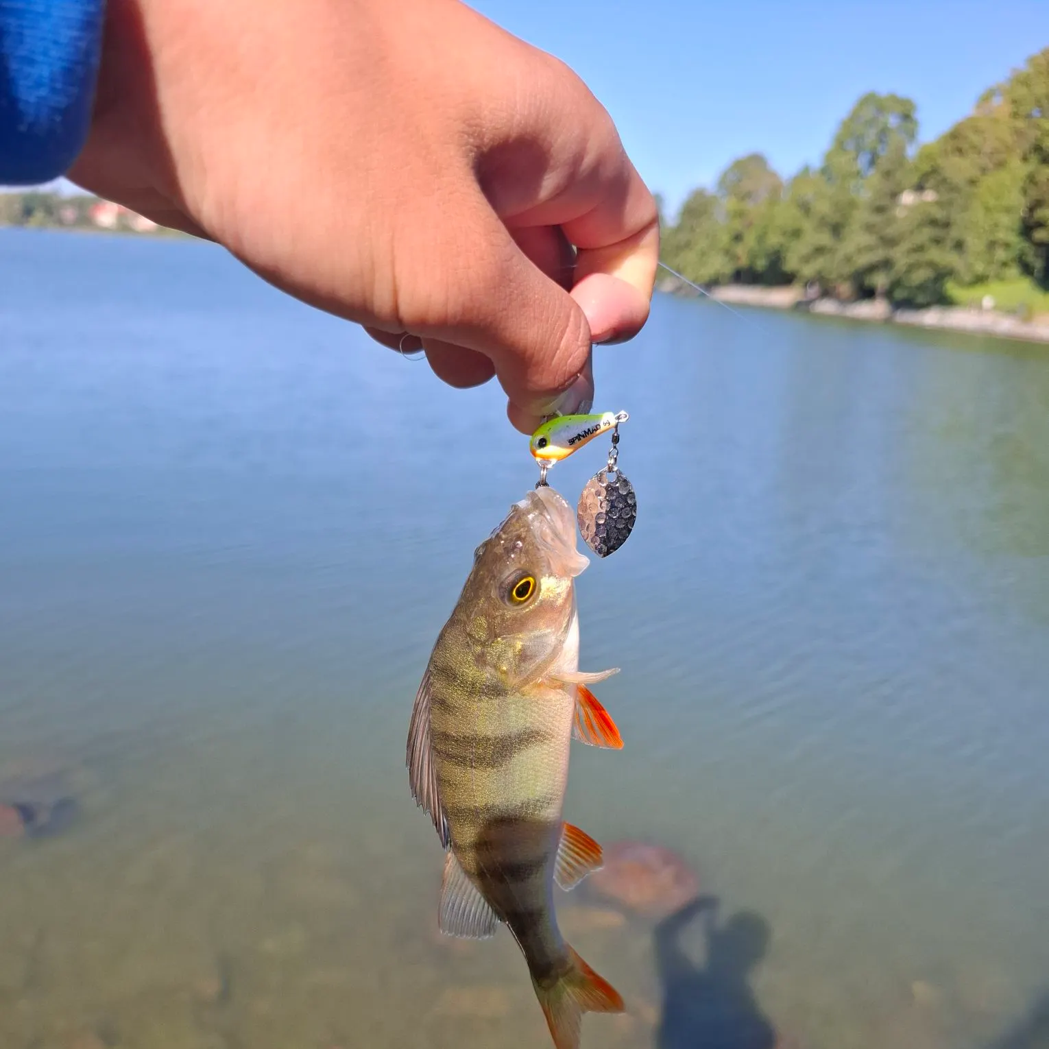 European perch caught on Fishbrain