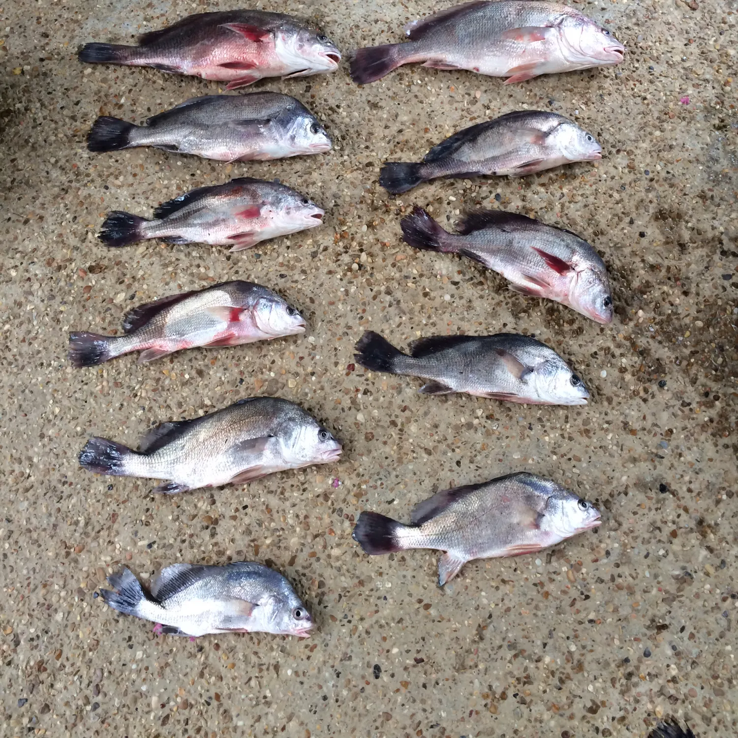 recently logged catches