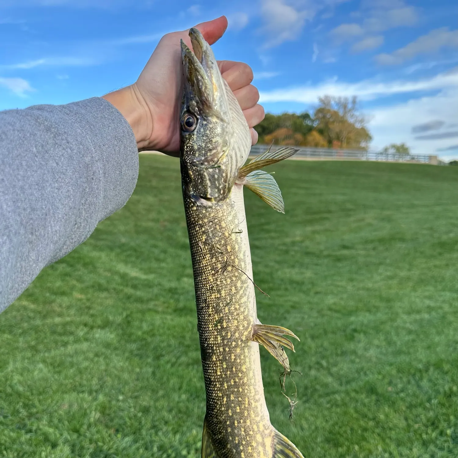 Northern pike caught on Fishbrain