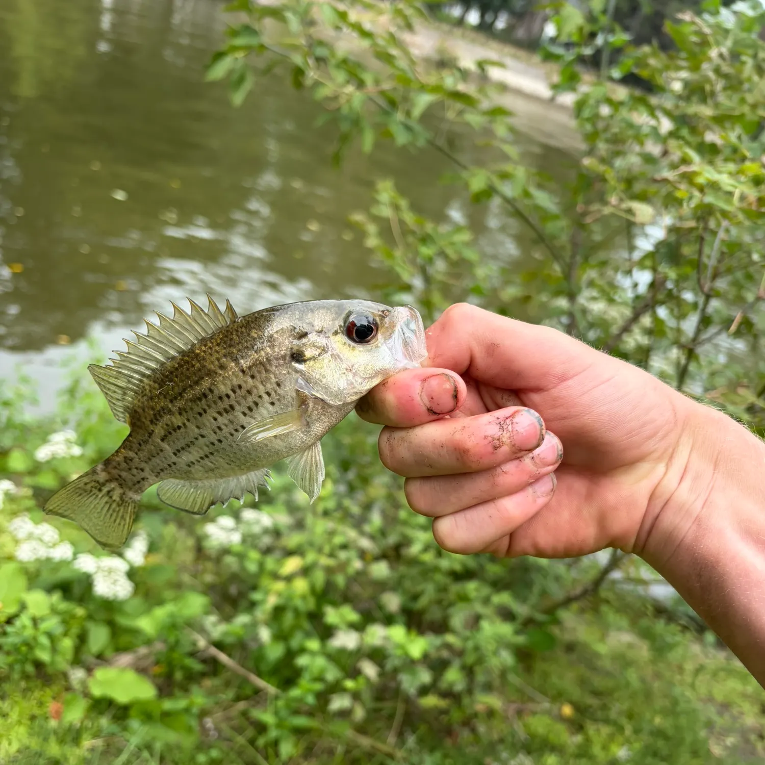 Rock bass caught on Fishbrain