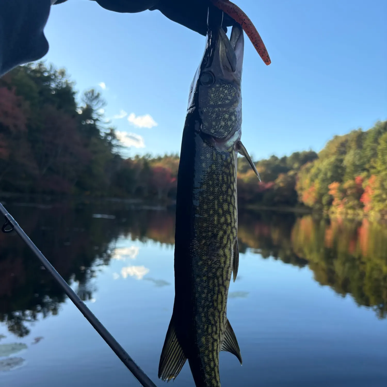 Chain pickerel caught on Fishbrain