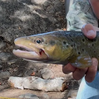 Brown trout caught on Fishbrain