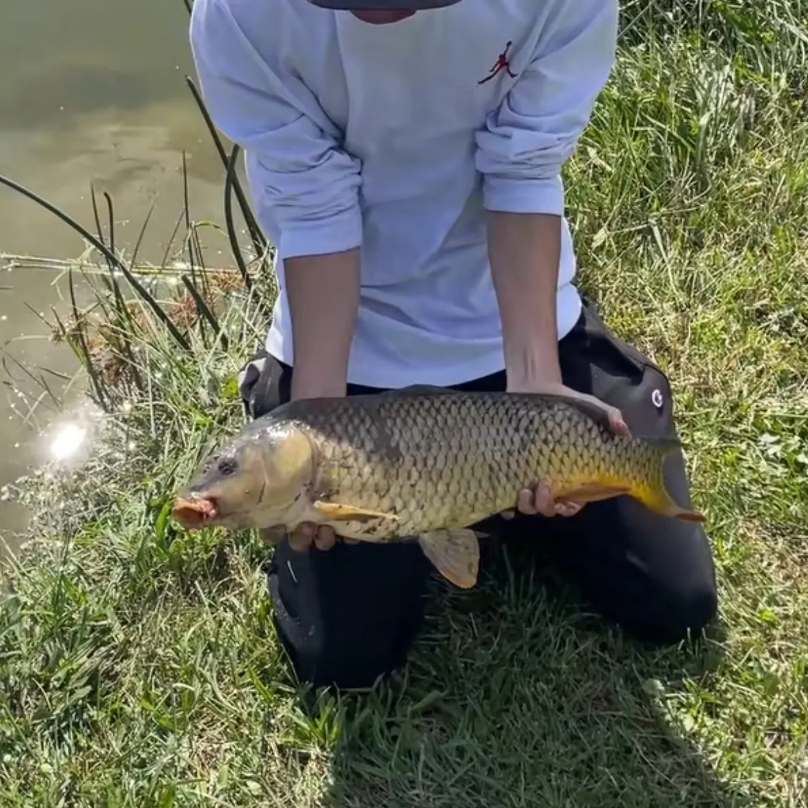 Common carp caught on Fishbrain