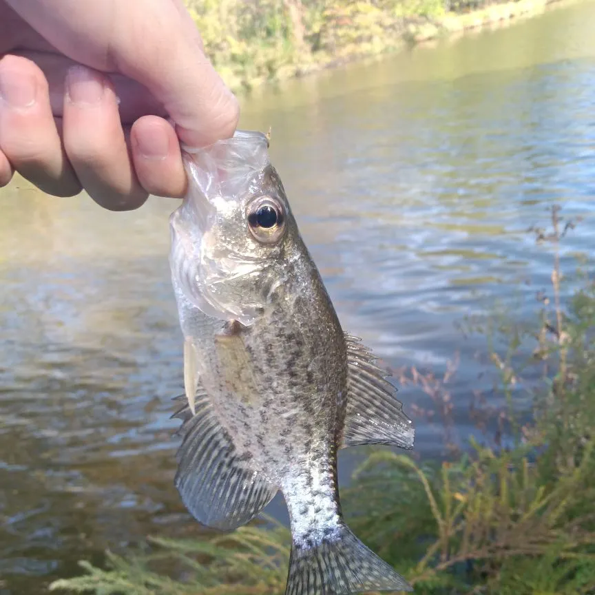 White crappie caught on Fishbrain