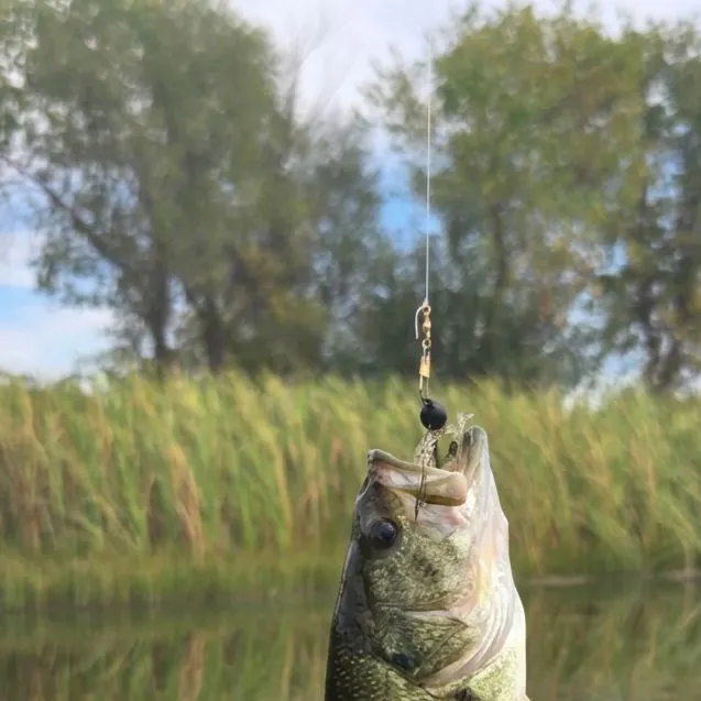 Largemouth bass caught on Fishbrain