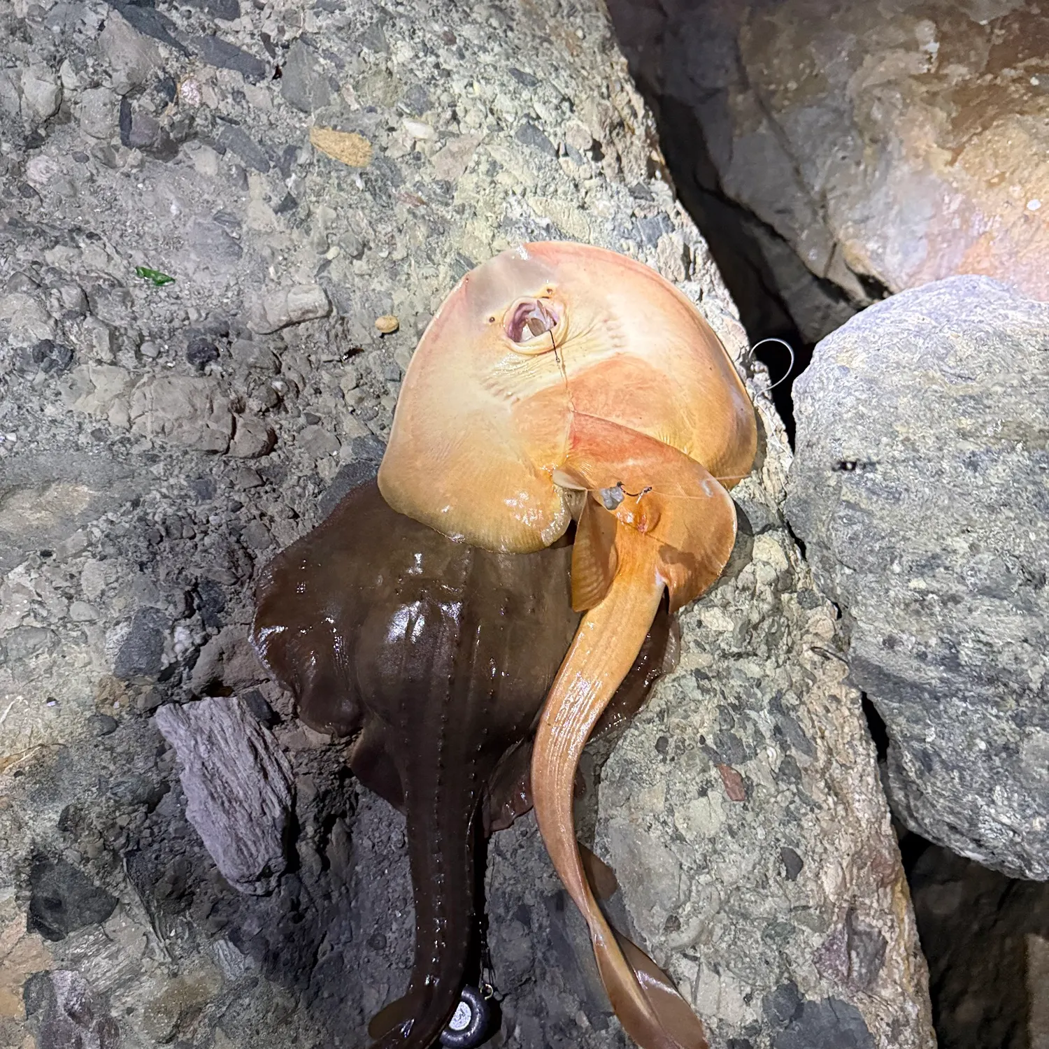 Thornback guitarfish caught on Fishbrain