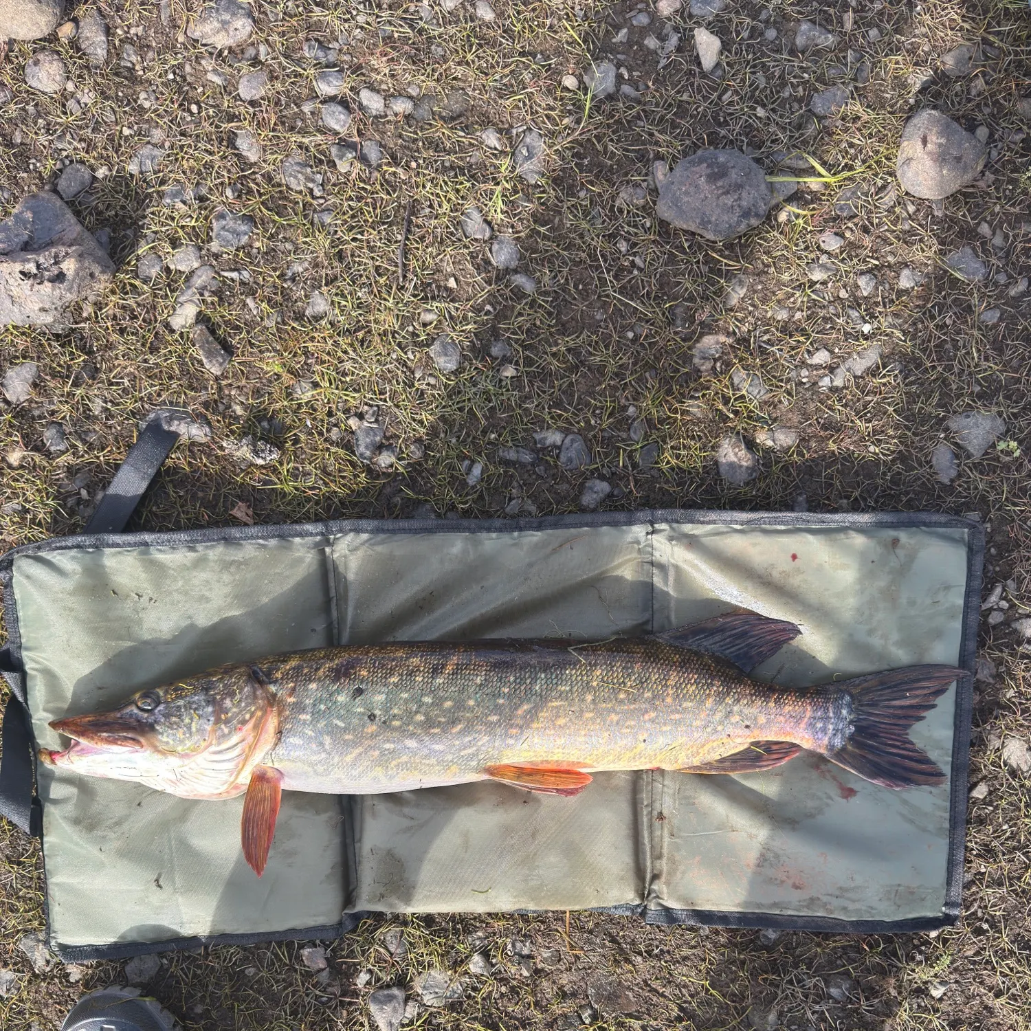 Northern pike caught on Fishbrain