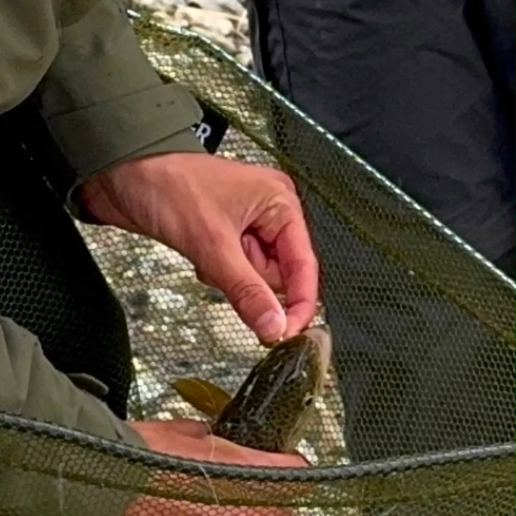 Brown trout caught on Fishbrain