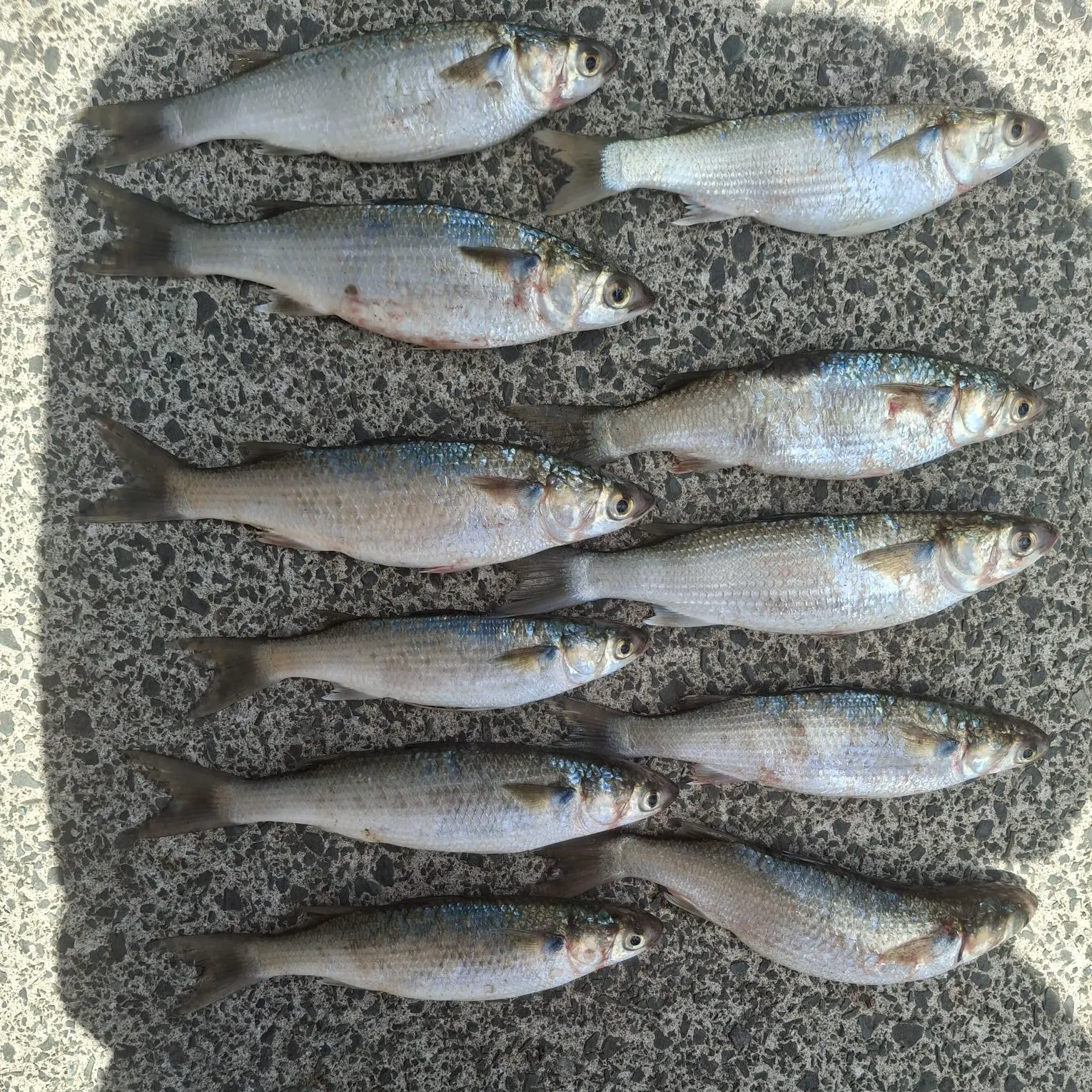 The most recent Golden grey mullet catches on Fishbrain