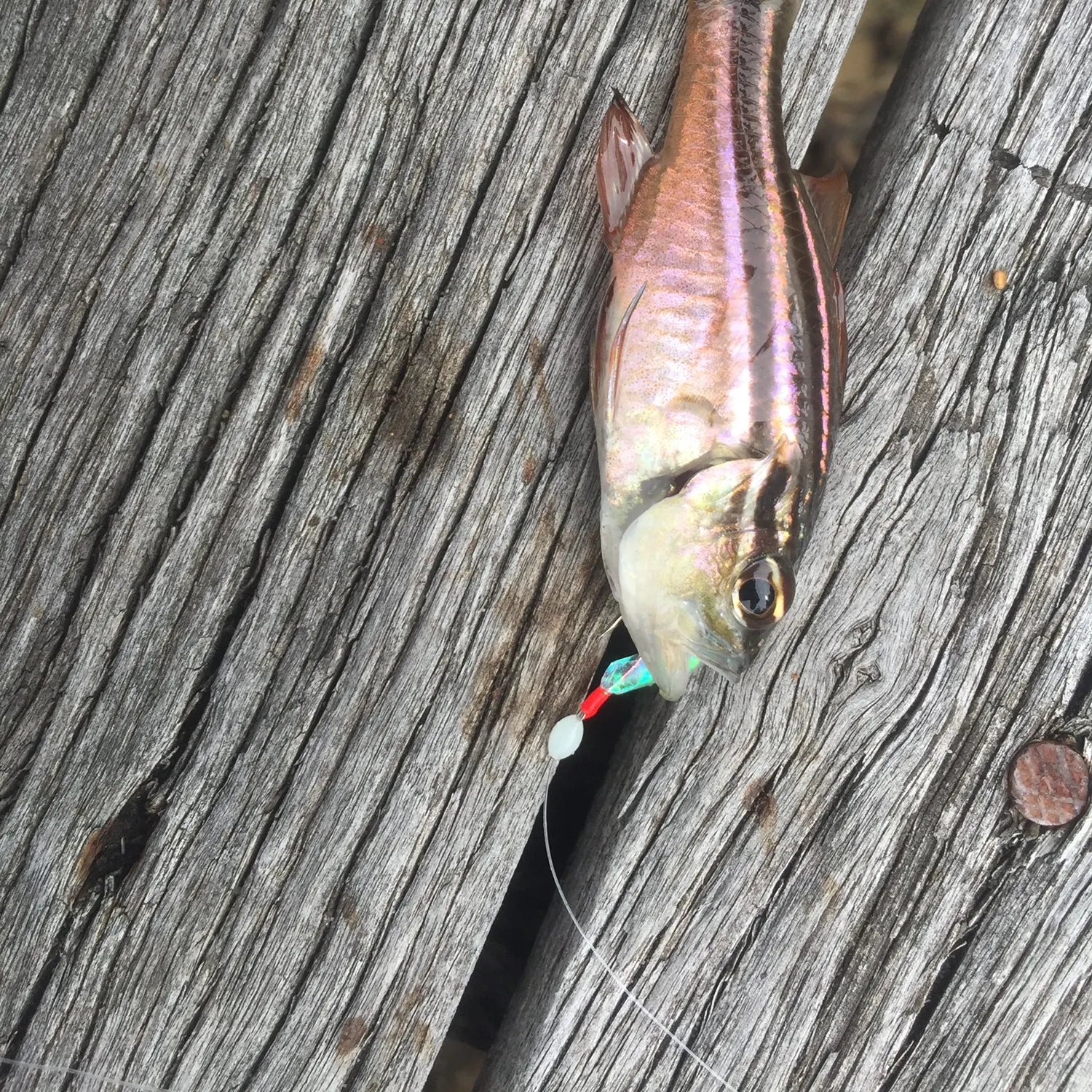 The most recent Sydney cardinalfish catches on Fishbrain