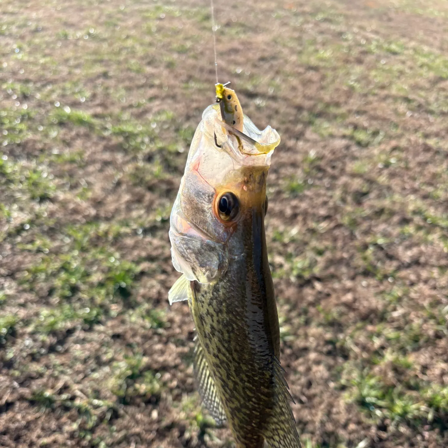 The most recent Black crappie catches on Fishbrain