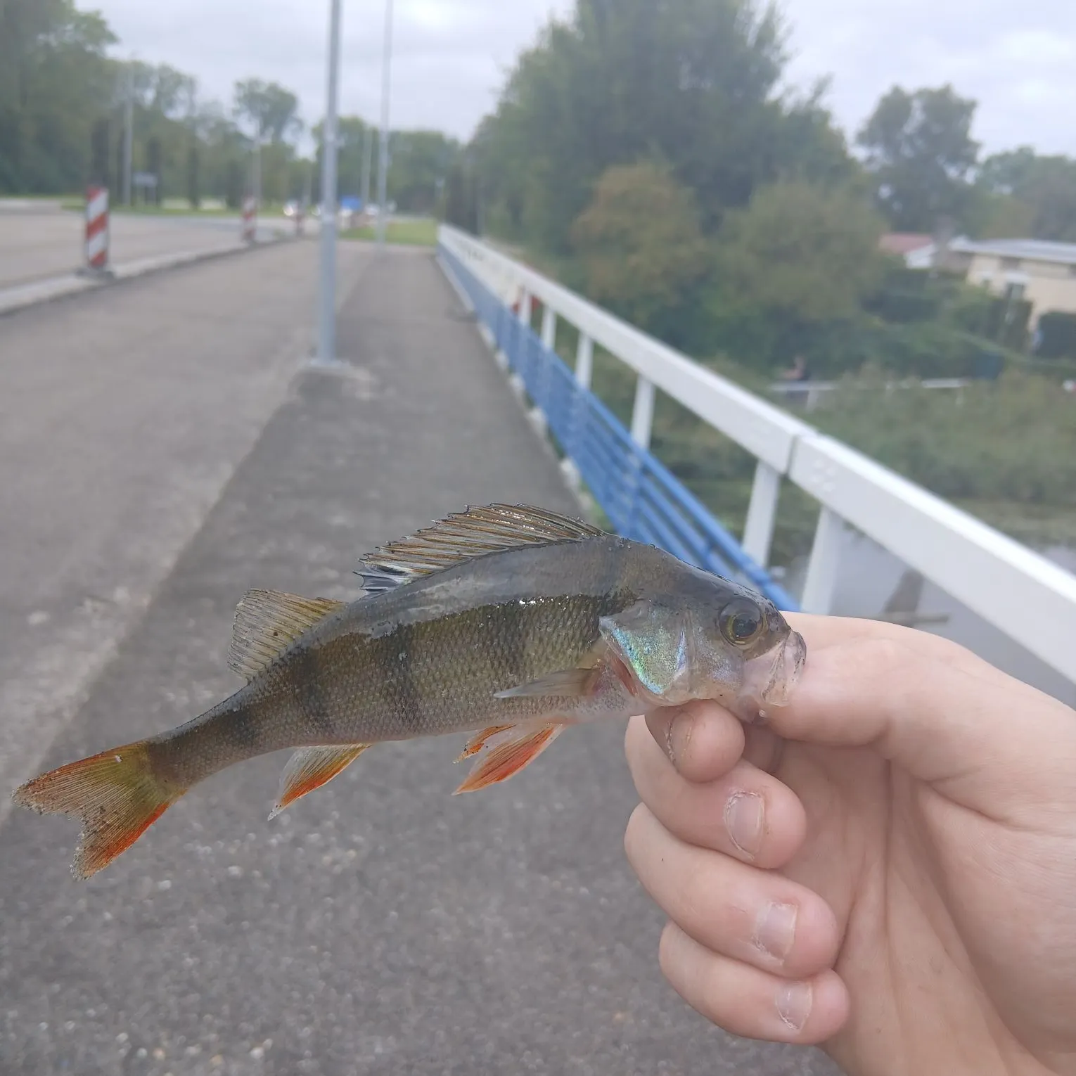 European perch caught on Fishbrain