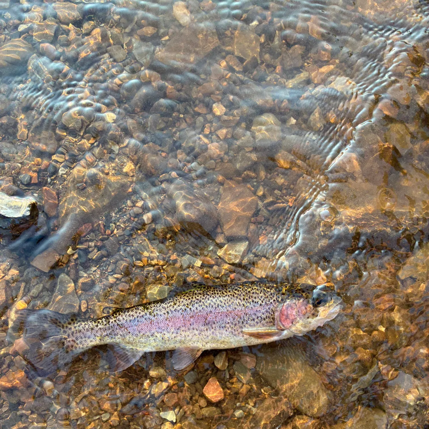 Fish caught on Fishbrain