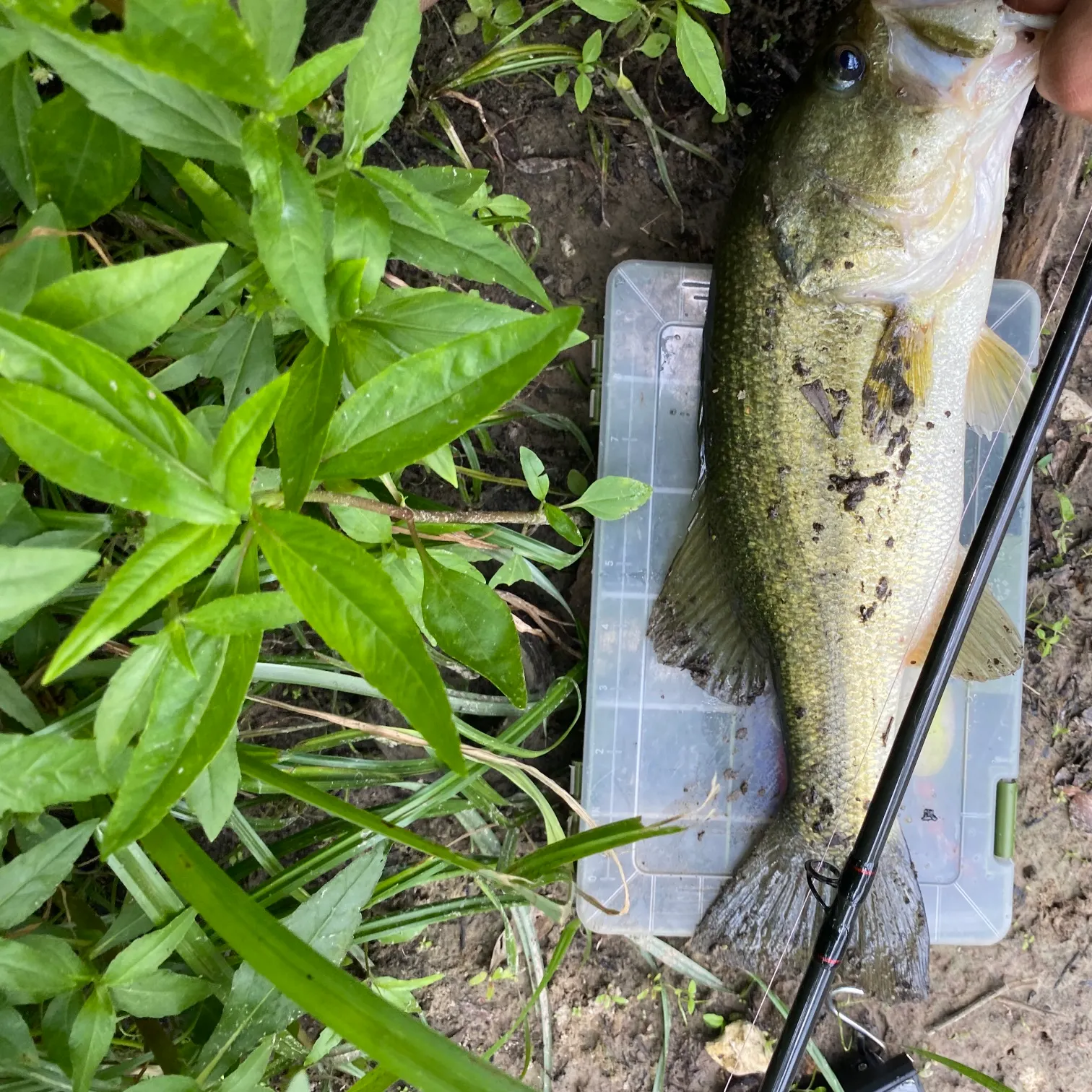 angler catch