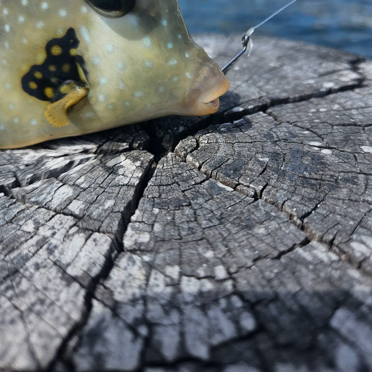 The most recent Honeycomb cowfish catches on Fishbrain