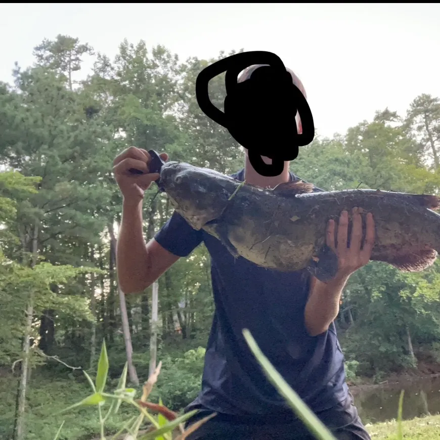 Channel catfish caught on Fishbrain