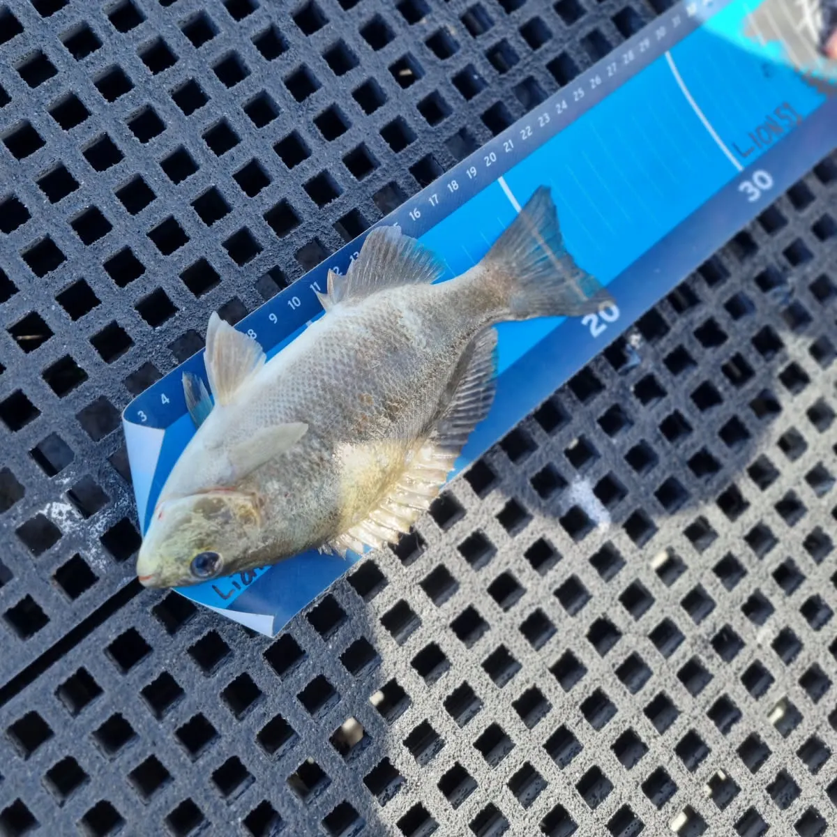 Luderick caught on Fishbrain