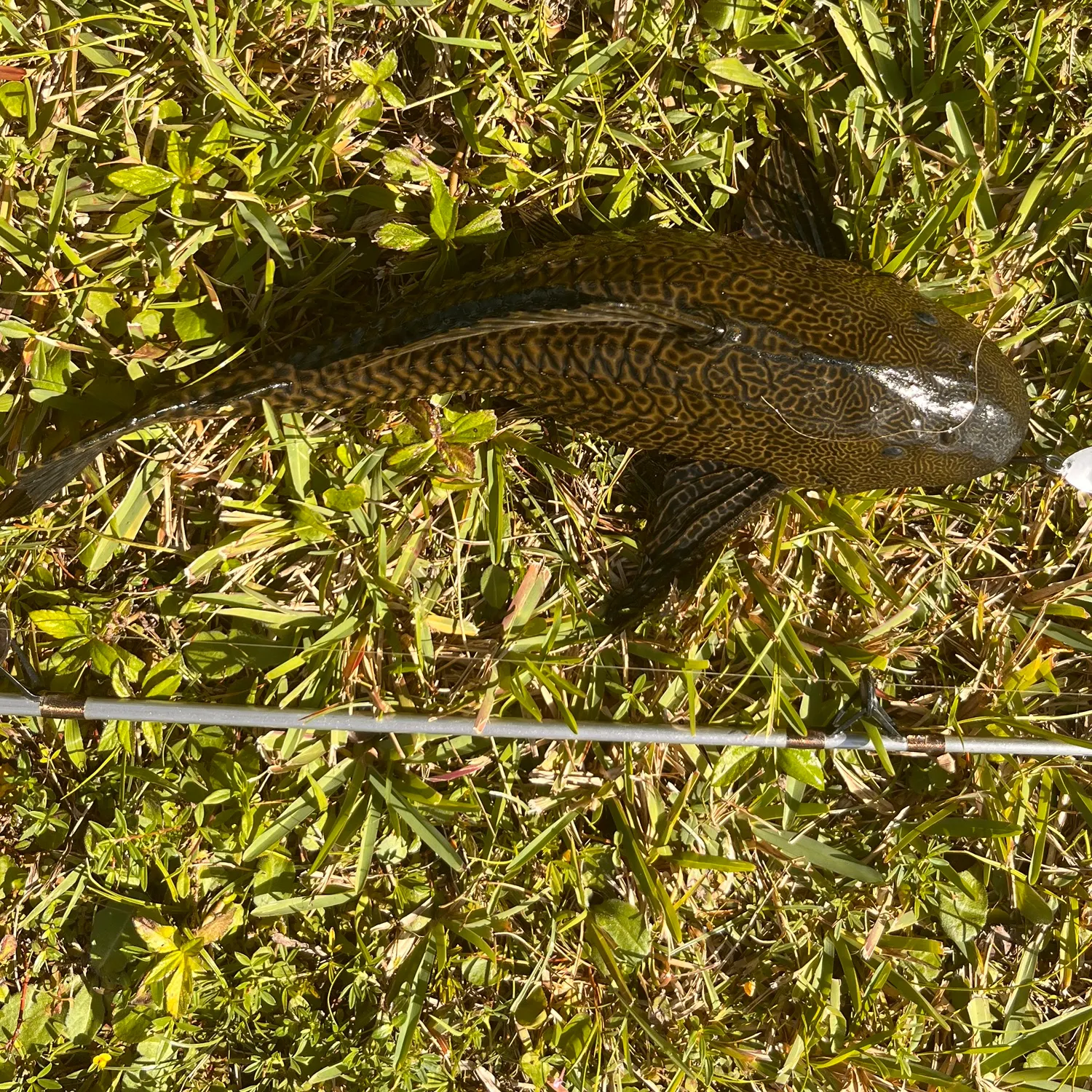 The most recent Suckermouth catfish catches on Fishbrain