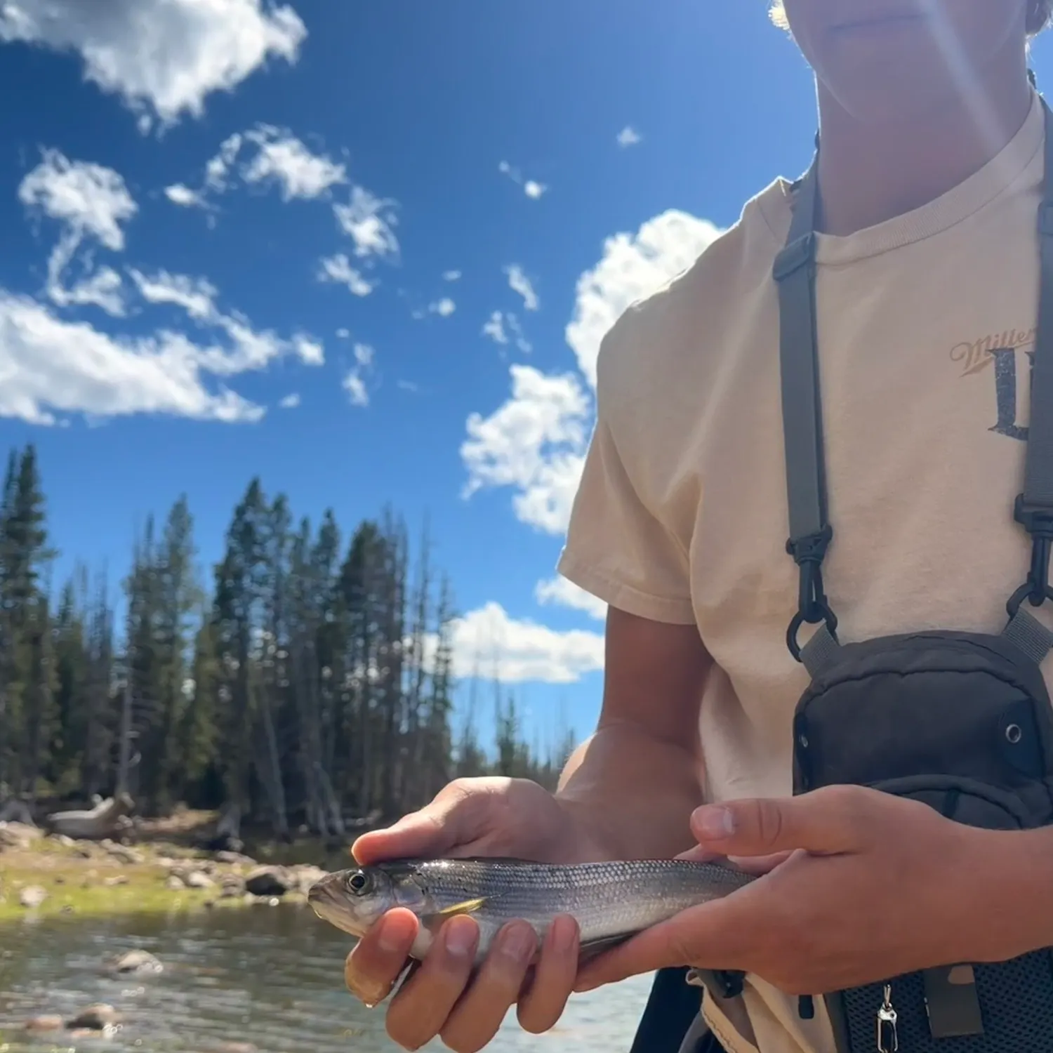 Arctic grayling caught on Fishbrain