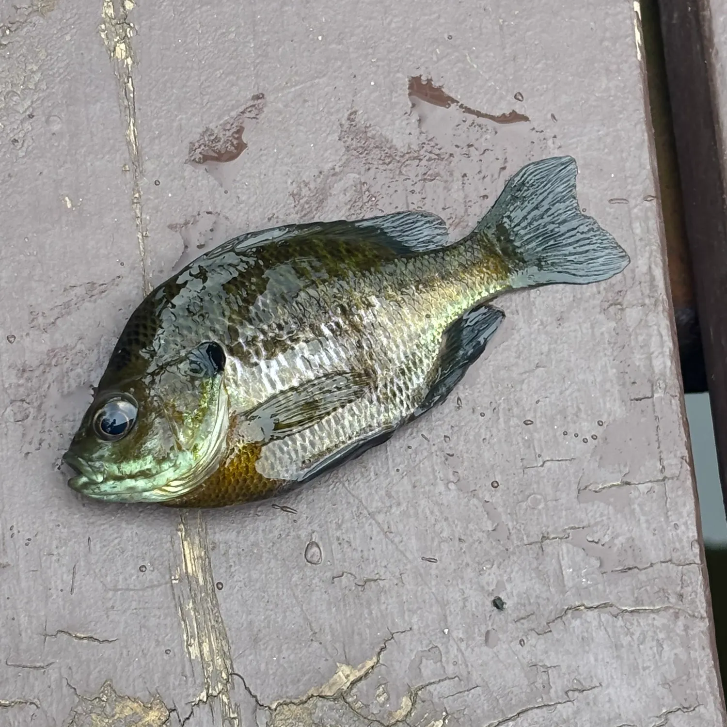 Bluegill caught on Fishbrain