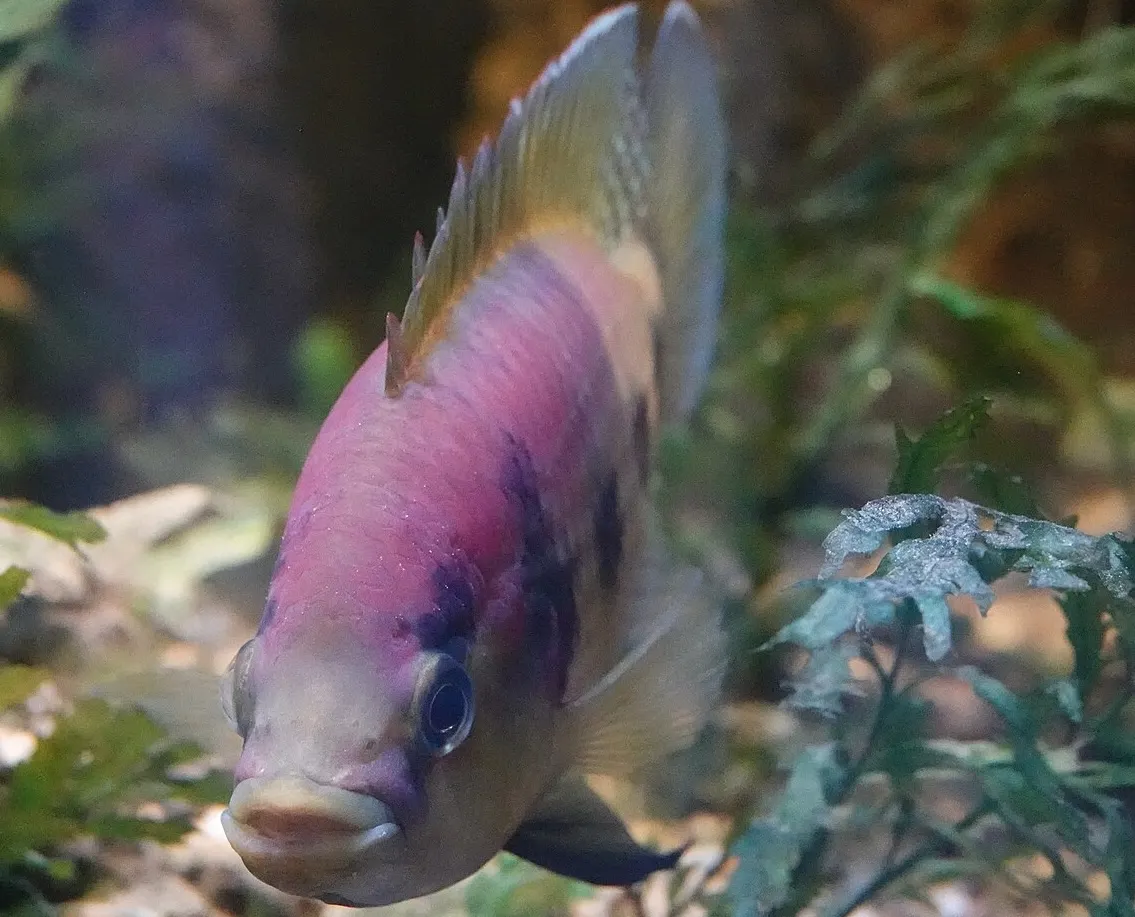 Five-spotted Cameroon cichlid