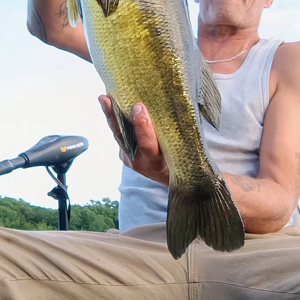 Largemouth bass caught on Fishbrain